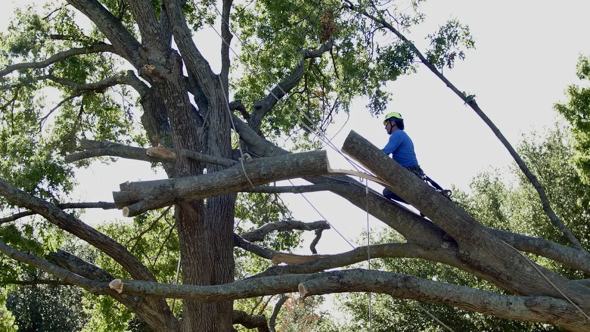 Professional Crown Thinning performed by certified arborists in Wood Lake