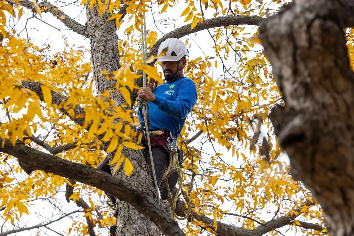 Skilled Tree Pruning crew working in Wood Lake